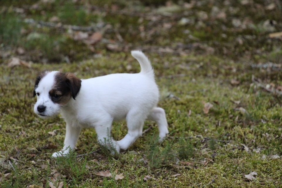 Picola pom del gipsylaguloup (Sans Affixe)