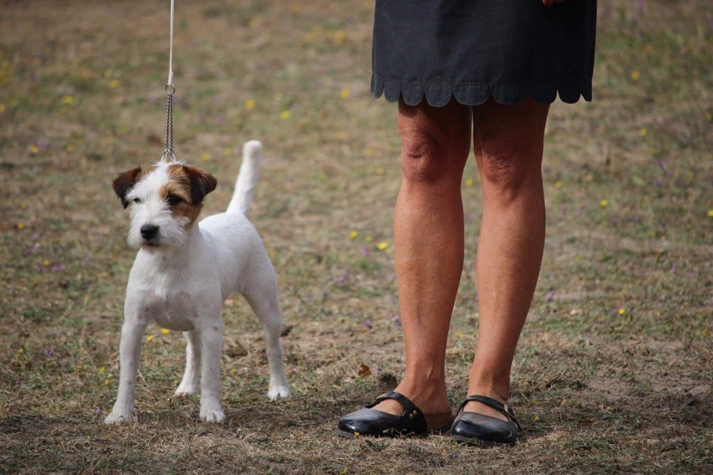 Picola pom del gipsylaguloup (Sans Affixe)